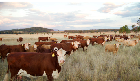 Grass-fed vs grain-fed beef